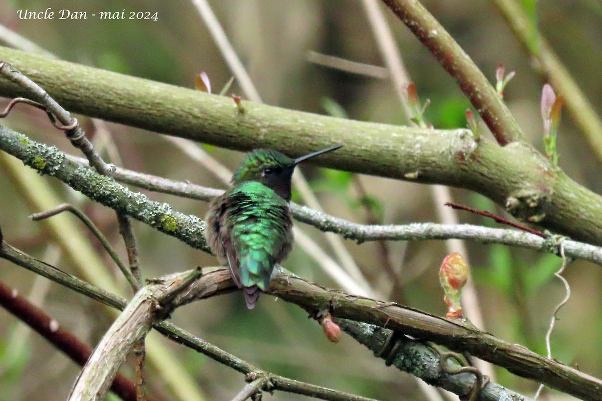 Ruby-throated Hummingbird - ML619150645