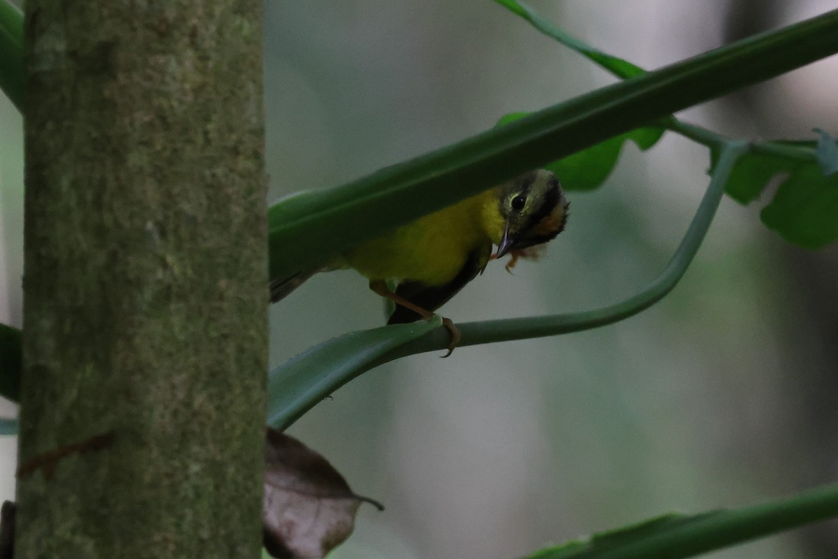 Golden-crowned Warbler - ML619150664