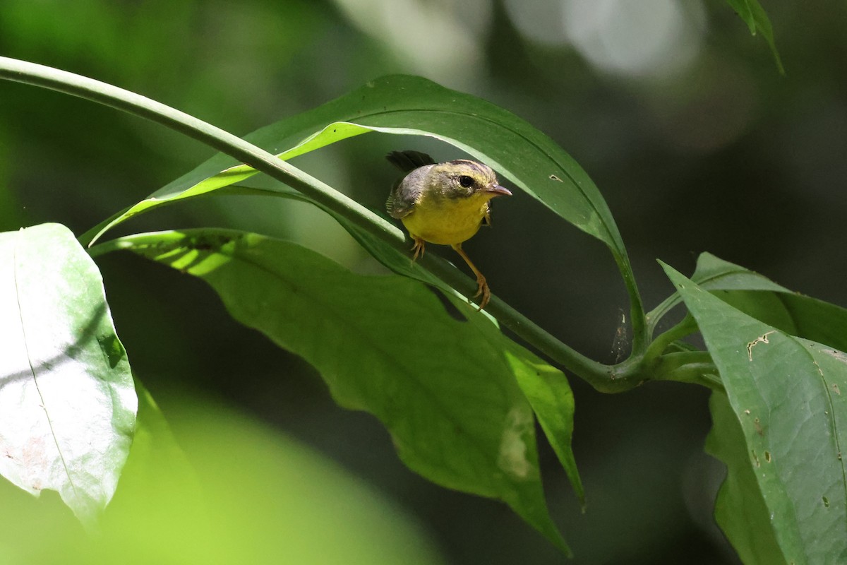Golden-crowned Warbler - ML619150666