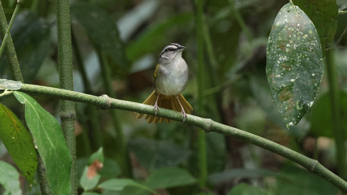 Green-backed Sparrow - ML619150683