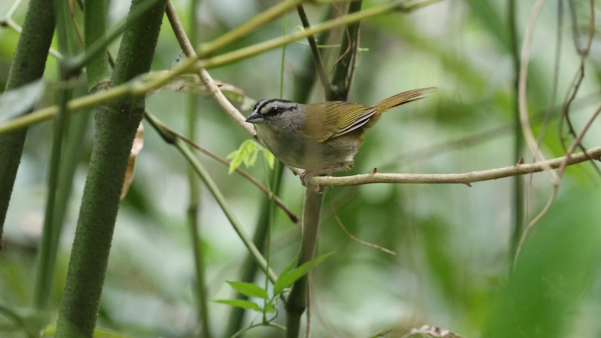 Green-backed Sparrow - ML619150684