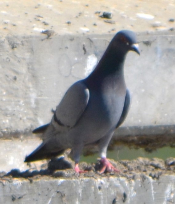 Сизый голубь (Одомашненного типа) - ML619150685