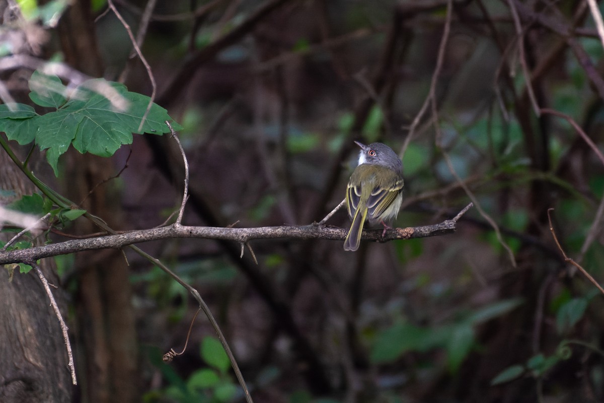 Pearly-vented Tody-Tyrant - ML619150698