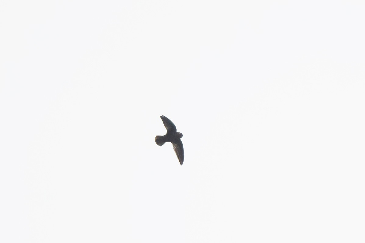 Spot-fronted Swift - ML619150723