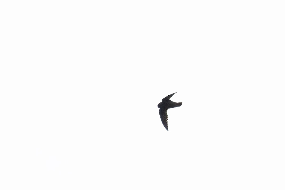 Spot-fronted Swift - ML619150724