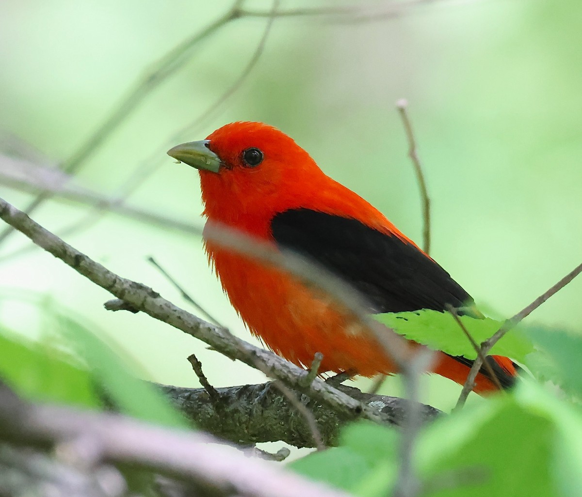 Scarlet Tanager - ML619150772