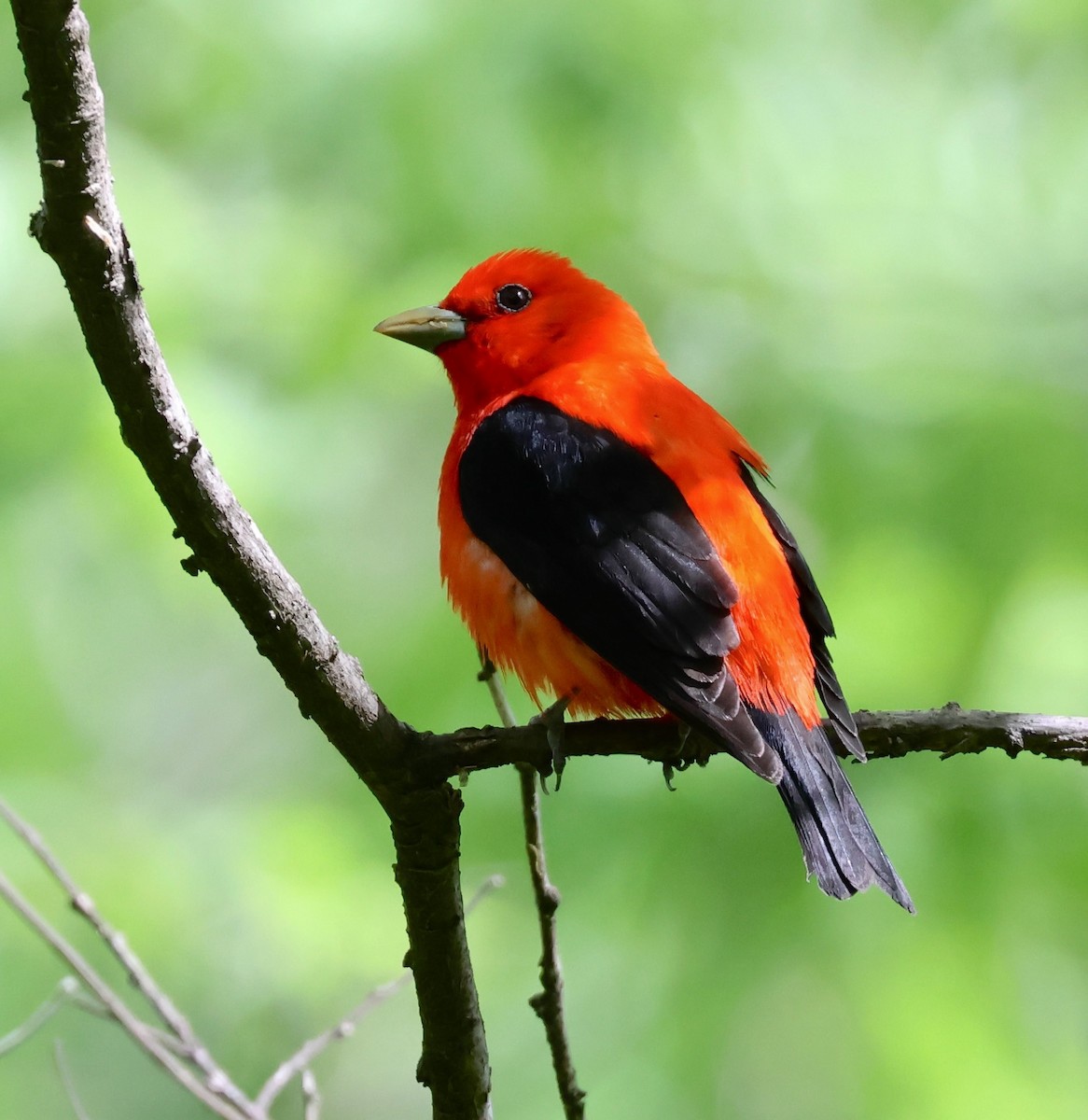 Scarlet Tanager - ML619150773