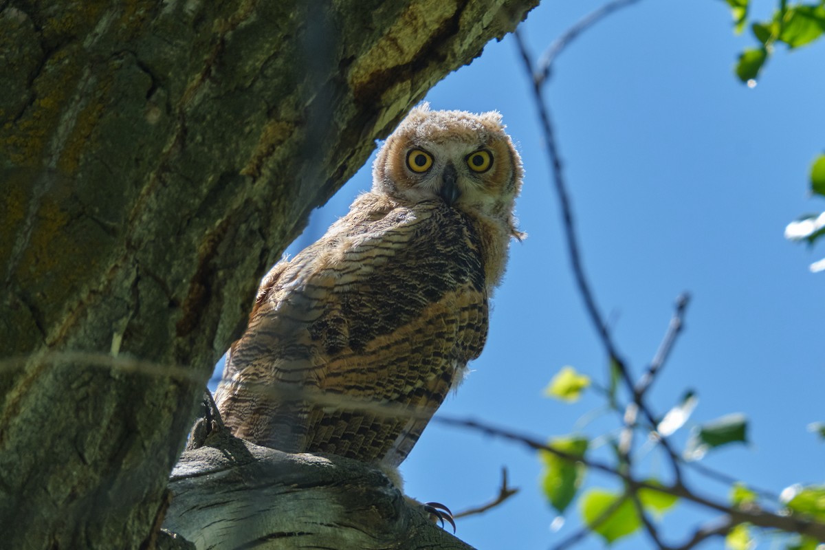 Great Horned Owl - ML619150783