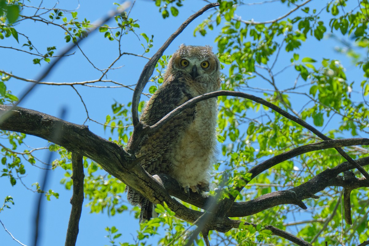 Great Horned Owl - ML619150785