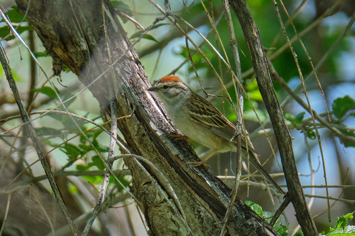 Chipping Sparrow - ML619150789
