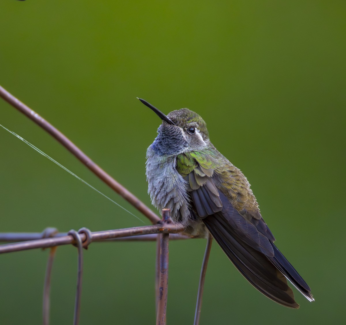 kolibřík blankytohrdlý - ML619150792