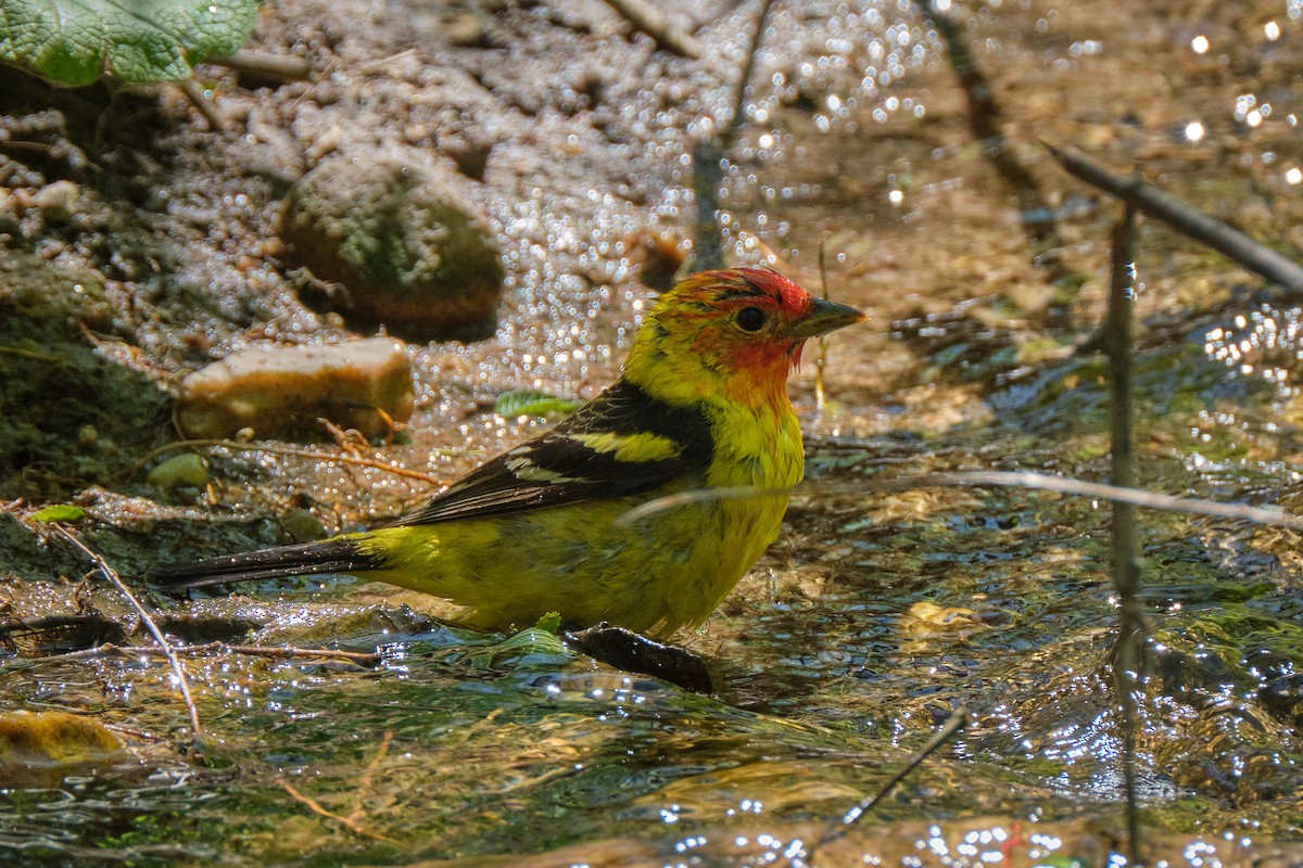 Western Tanager - ML619150793