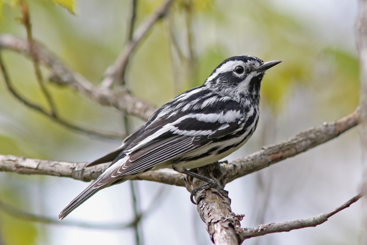 Black-and-white Warbler - ML619150799