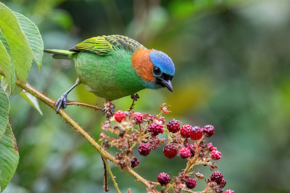 Red-necked Tanager - ML619150831