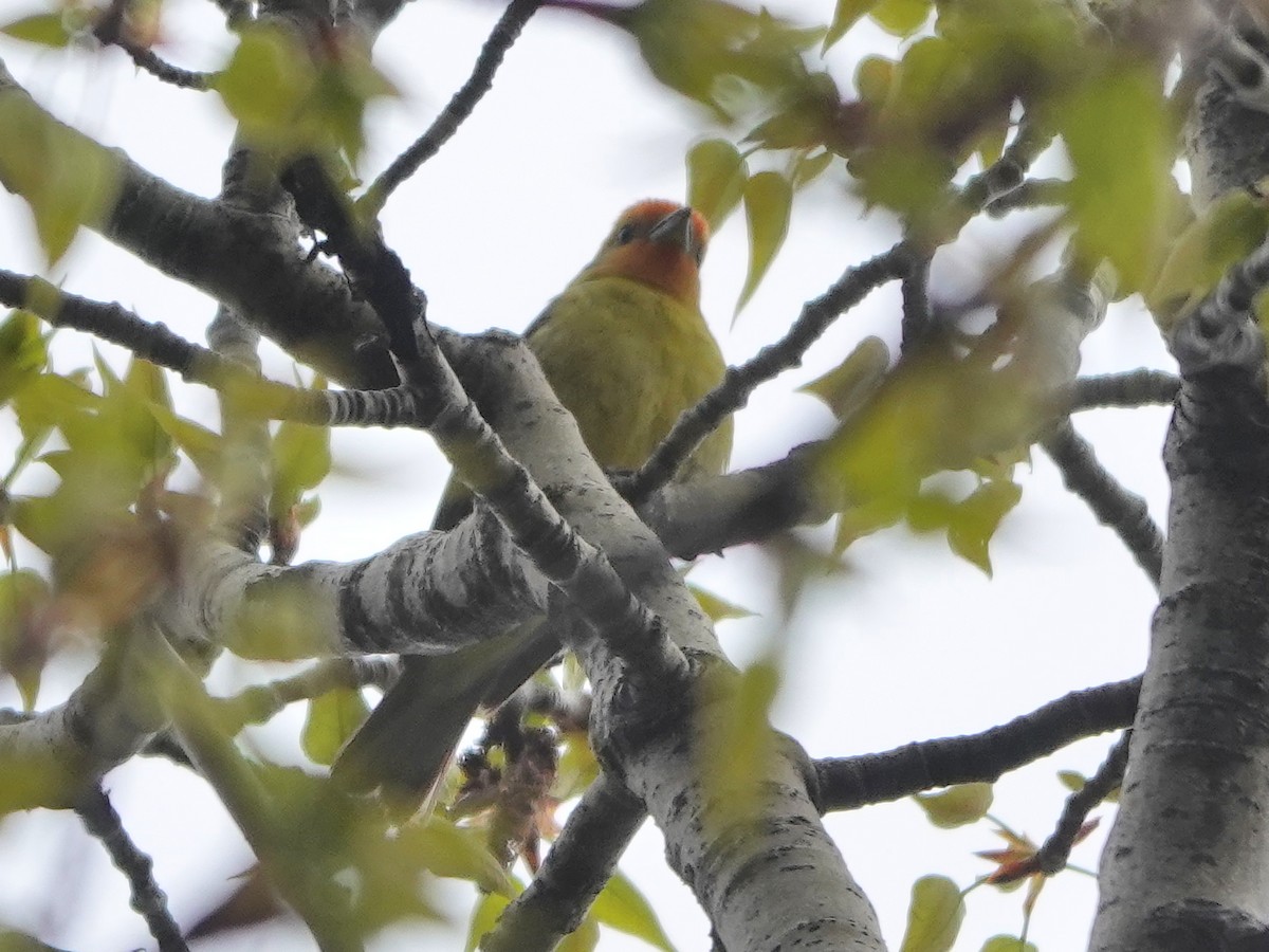 Western Tanager - ML619150843