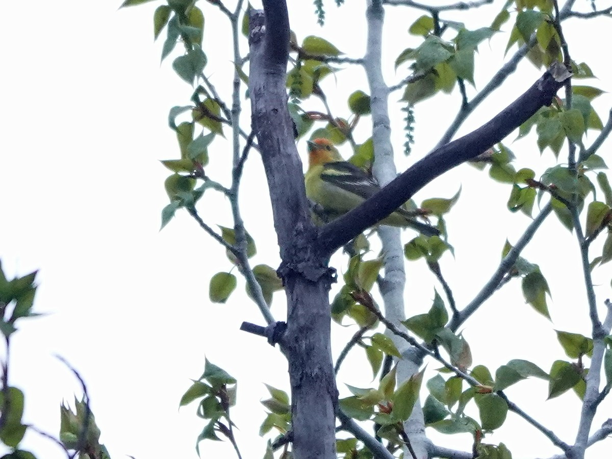 Western Tanager - ML619150846
