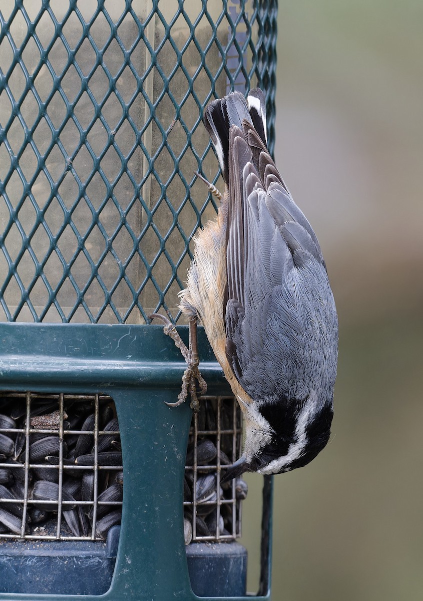 Red-breasted Nuthatch - ML619150868