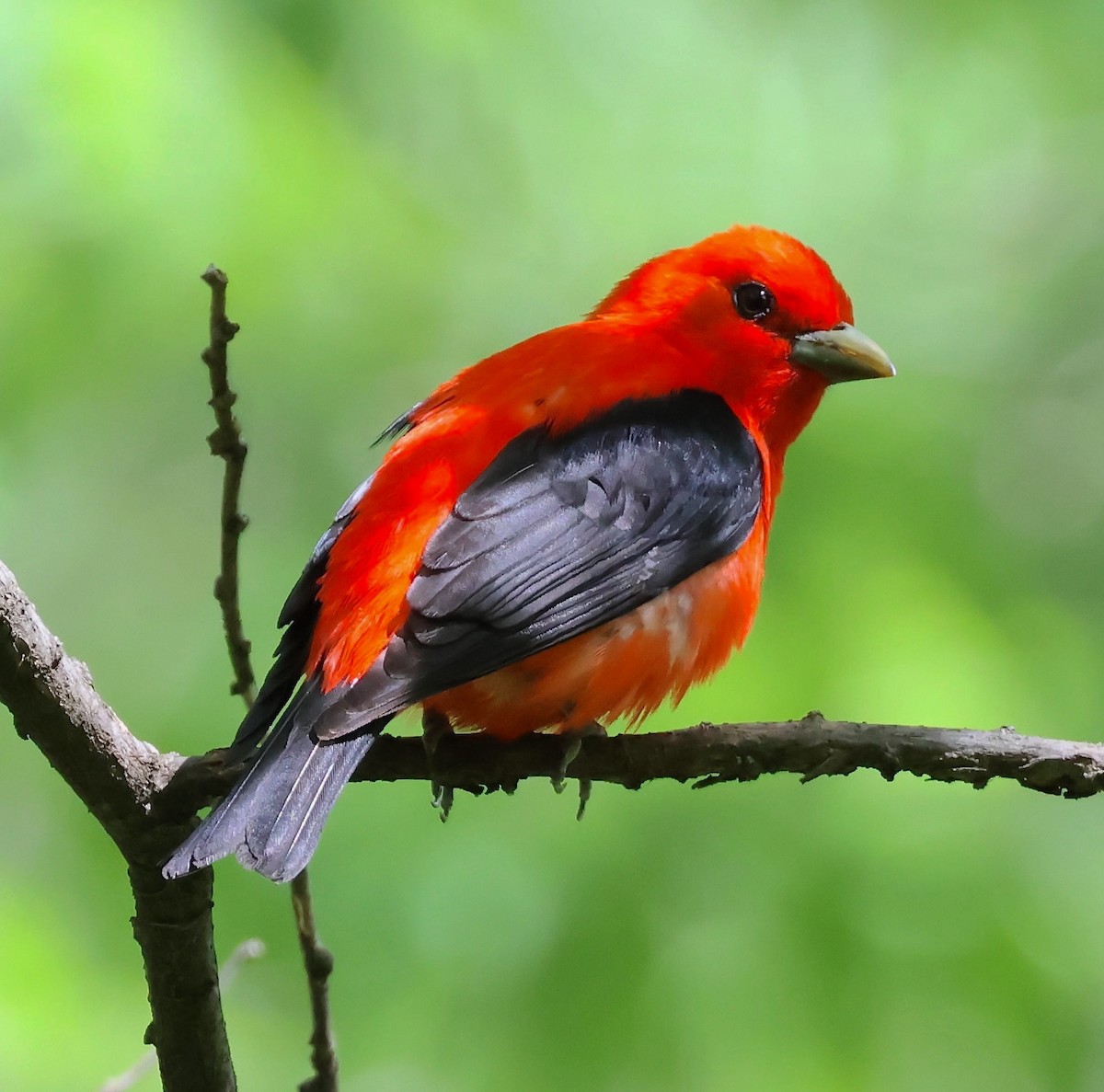 Scarlet Tanager - ML619150879