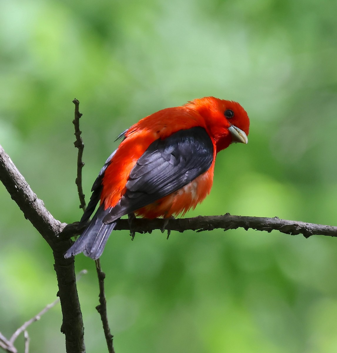 Scarlet Tanager - ML619150889