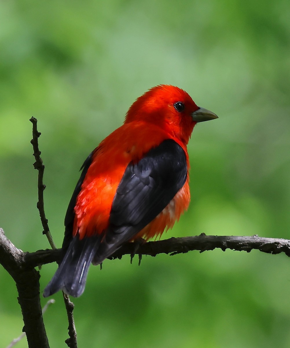 Scarlet Tanager - ML619150890
