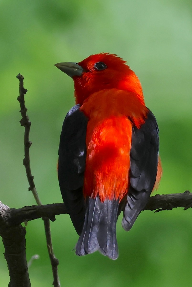 Scarlet Tanager - ML619150900