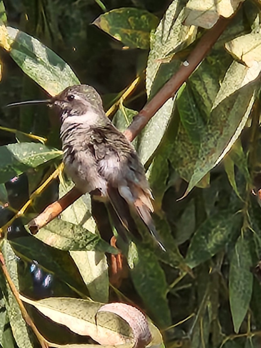 Oasis Hummingbird - ML619150938