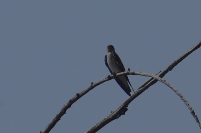 Northern Rough-winged Swallow - ML619151006