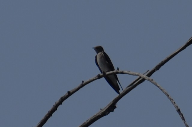Northern Rough-winged Swallow - ML619151007