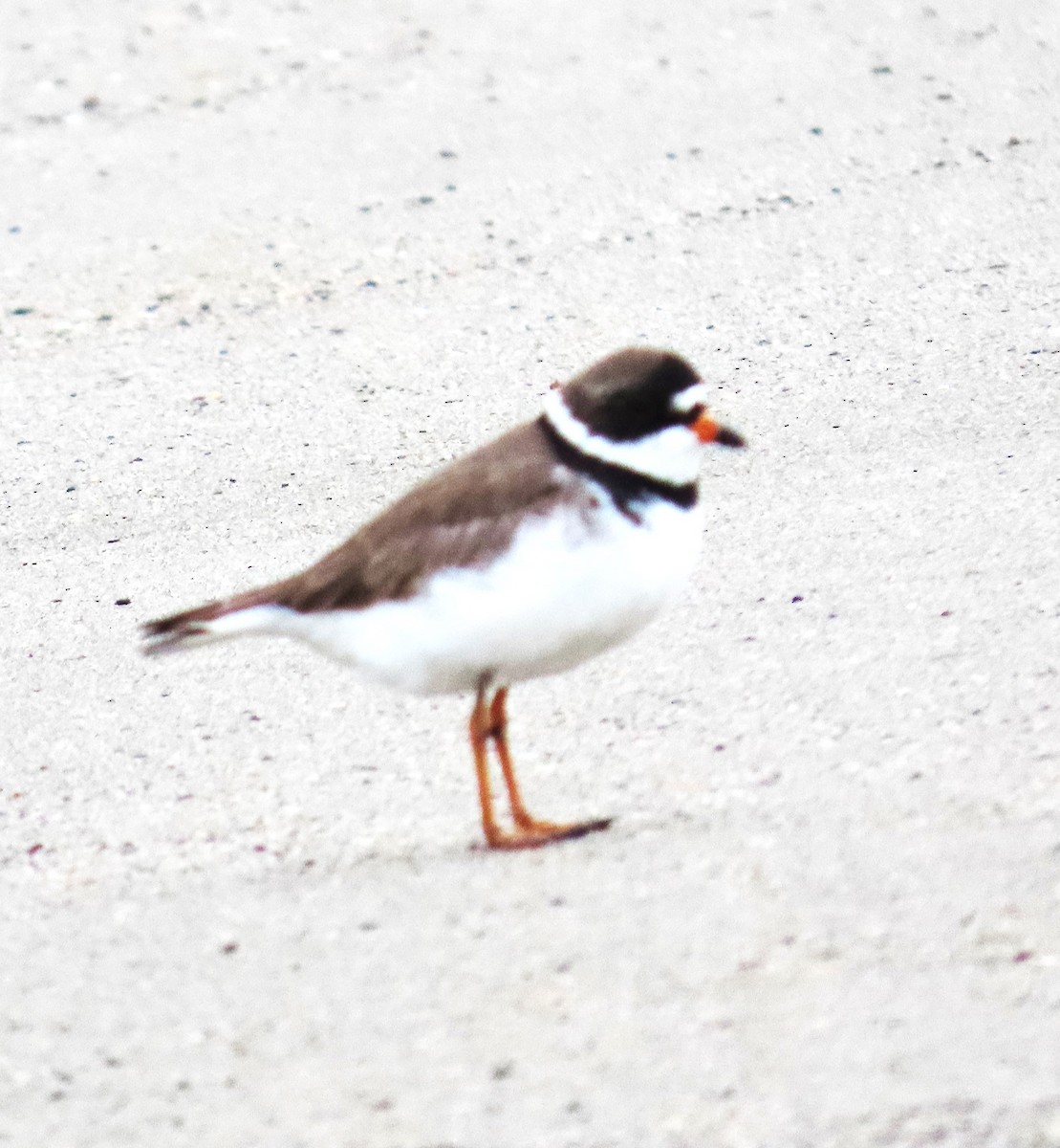 Semipalmated Plover - ML619151037