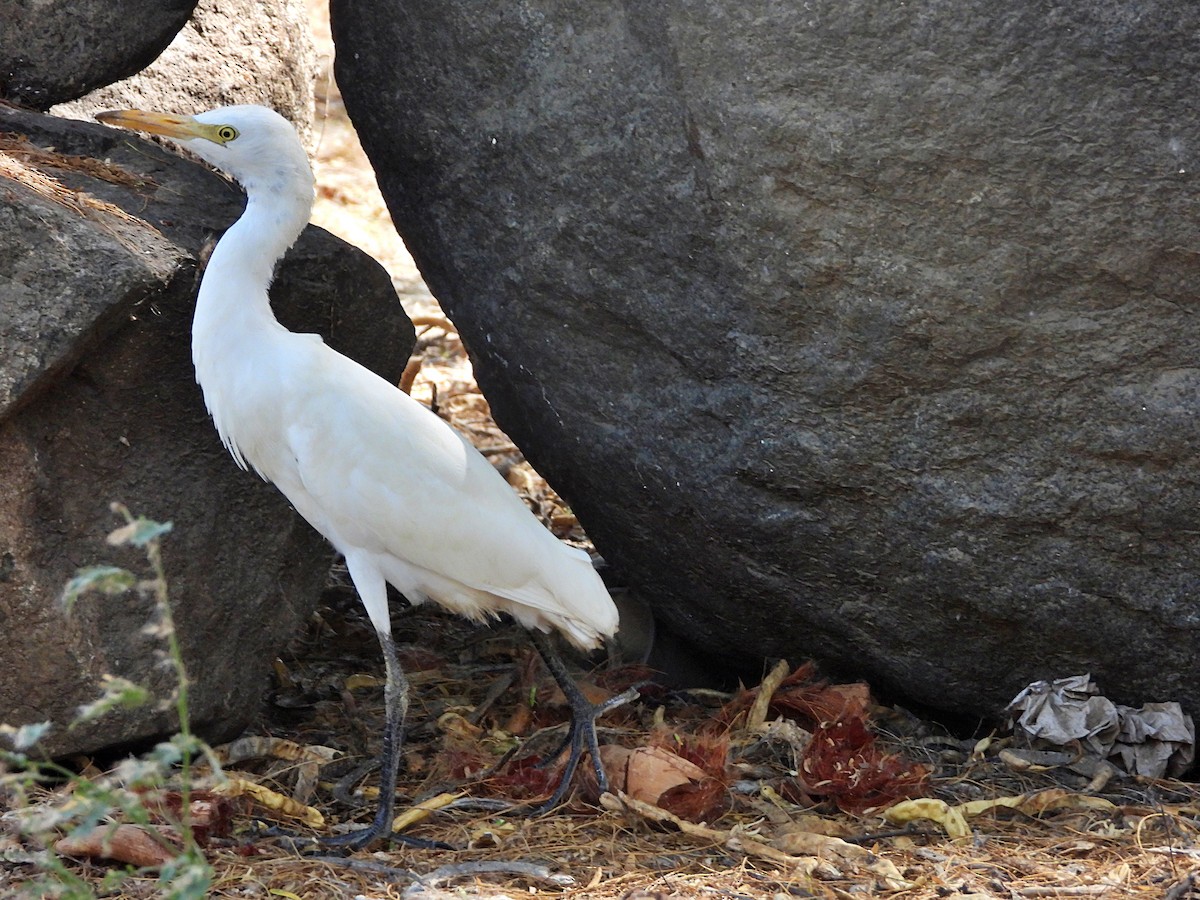 Египетская цапля (ibis) - ML619151039
