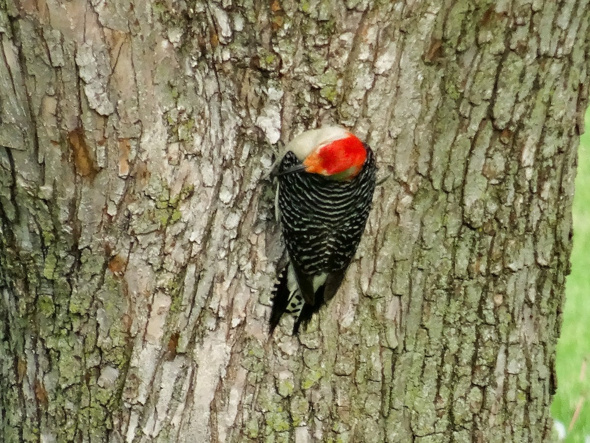 Red-bellied Woodpecker - ML619151071