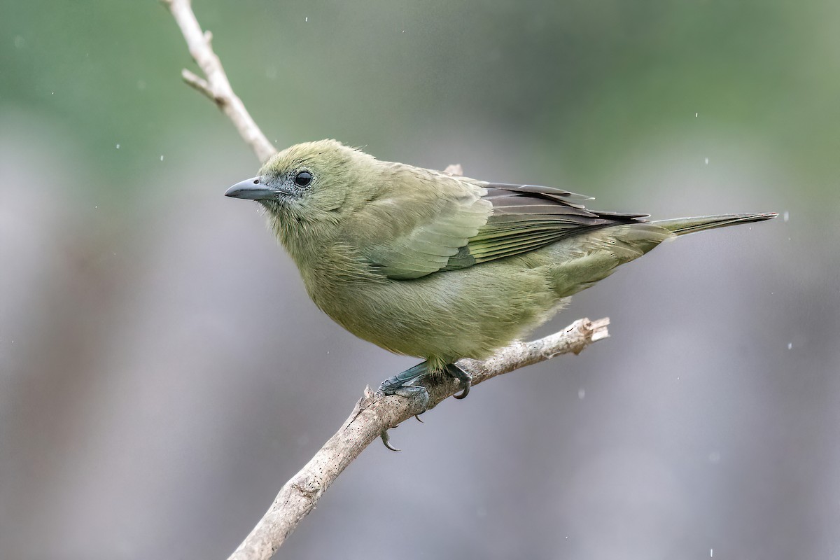 Palm Tanager - ML619151077
