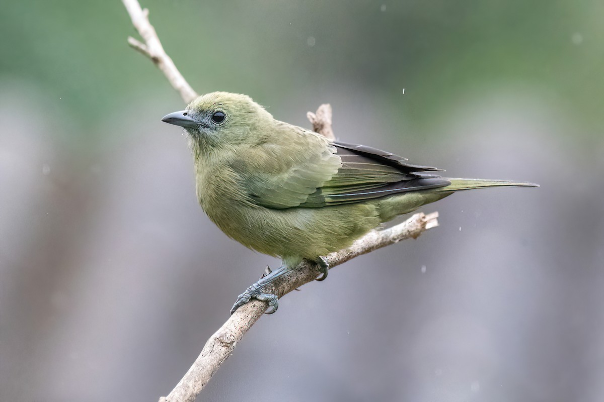Palm Tanager - ML619151079