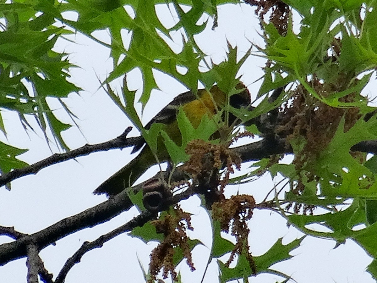 Orchard Oriole (Orchard) - ML619151081
