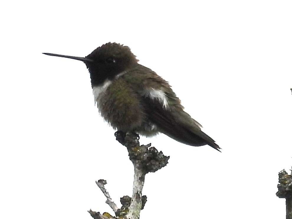 Black-chinned Hummingbird - ML619151092