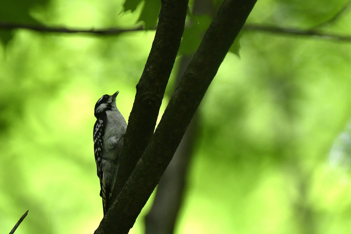 Downy Woodpecker - ML619151115