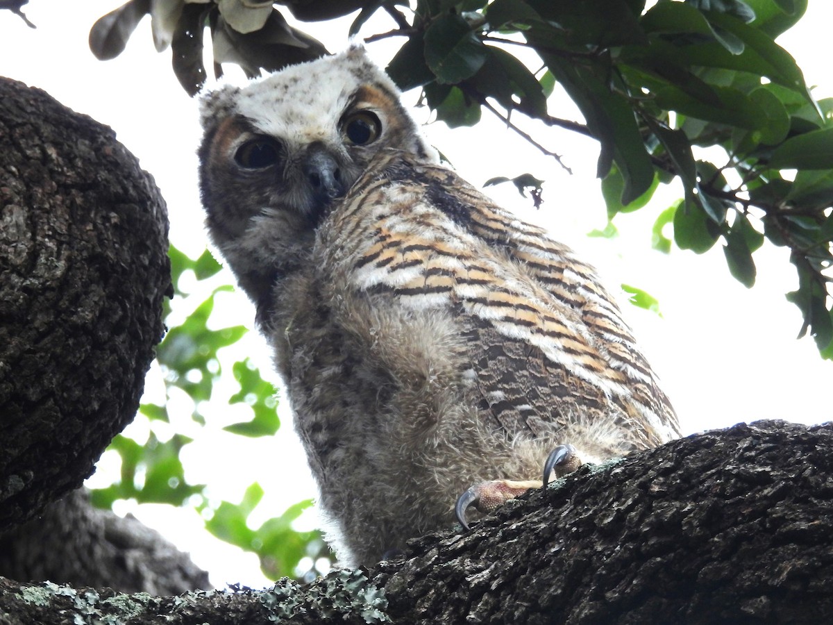 Great Horned Owl - ML619151148