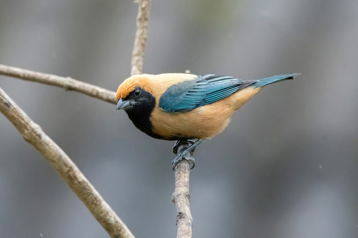 Burnished-buff Tanager - ML619151189