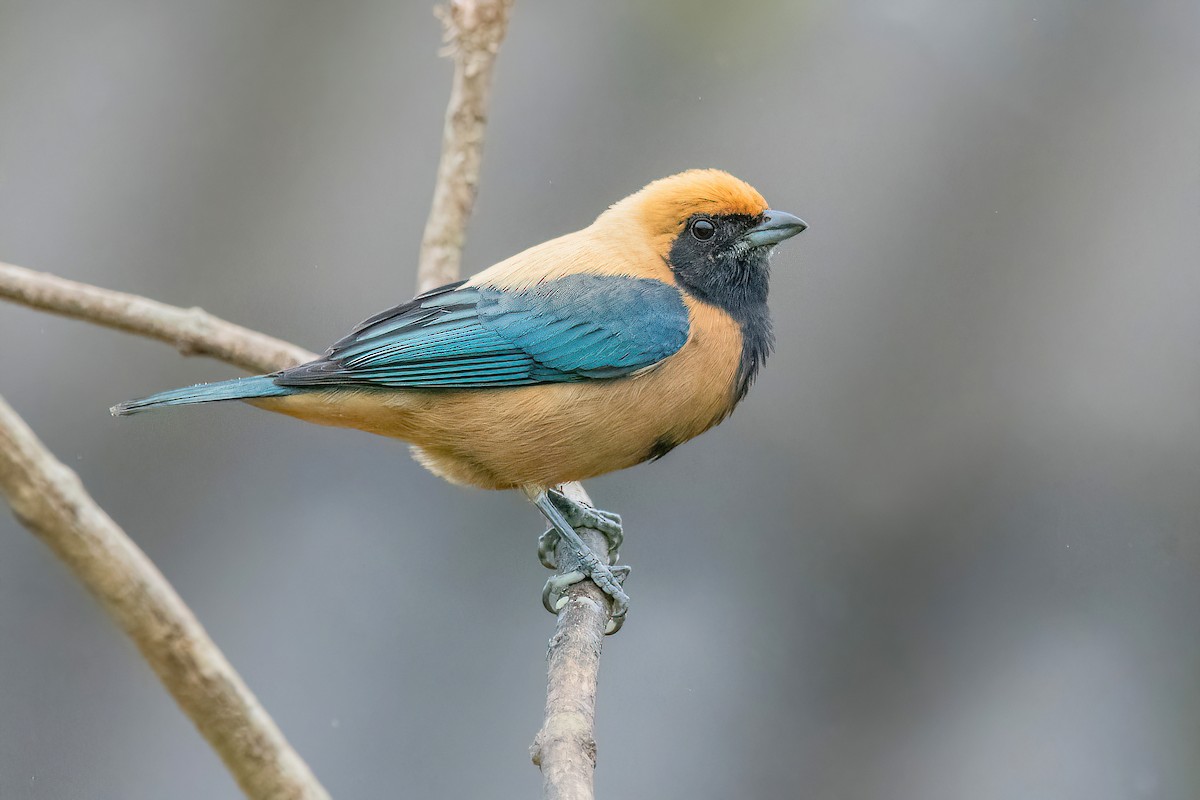 Burnished-buff Tanager - ML619151190