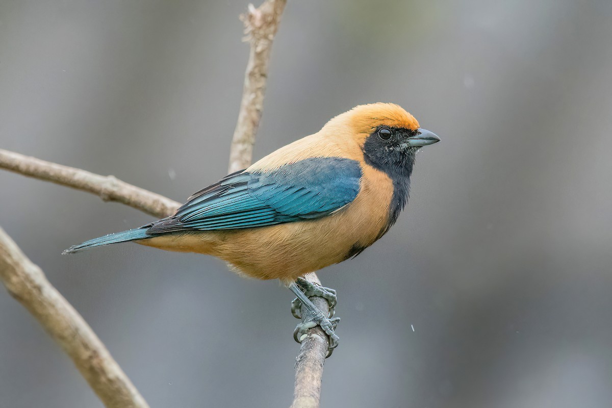 Burnished-buff Tanager - ML619151191