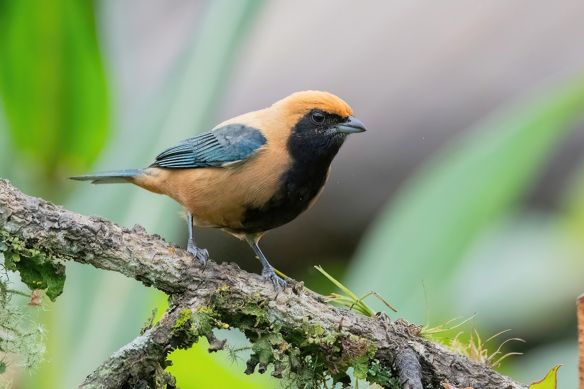 Burnished-buff Tanager - ML619151192