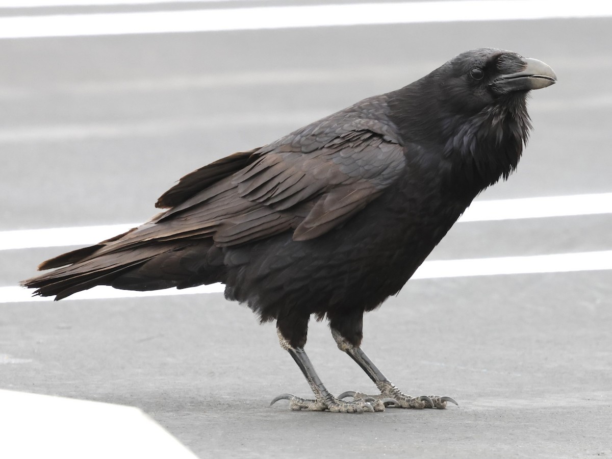 Common Raven - ML619151219