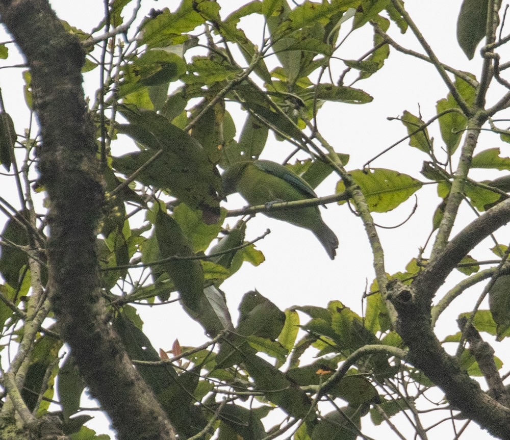 Orange-bellied Leafbird - ML619151237