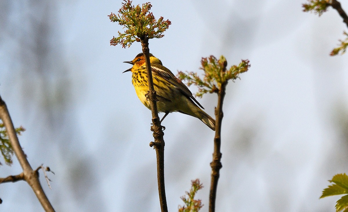 Cape May Warbler - ML619151241