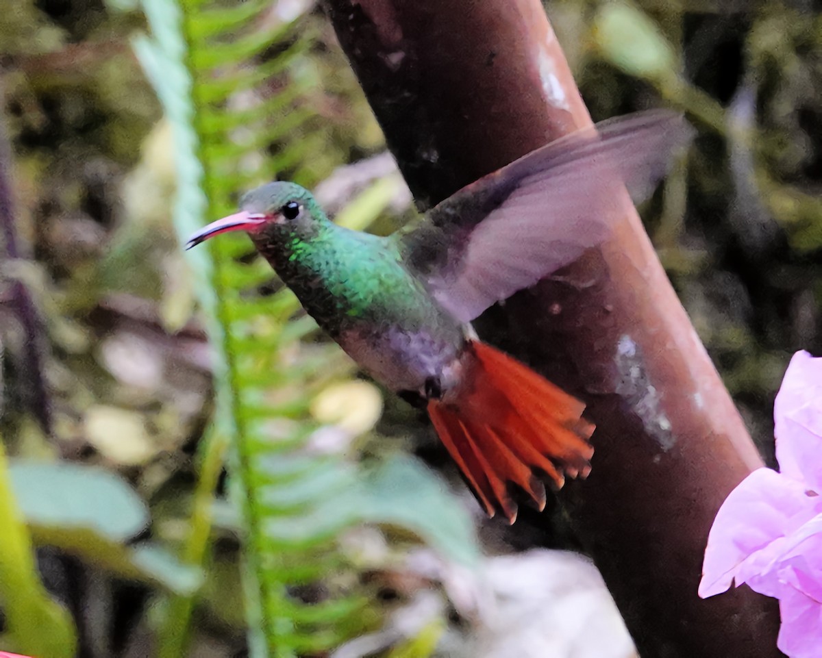 Rufous-tailed Hummingbird - ML619151277