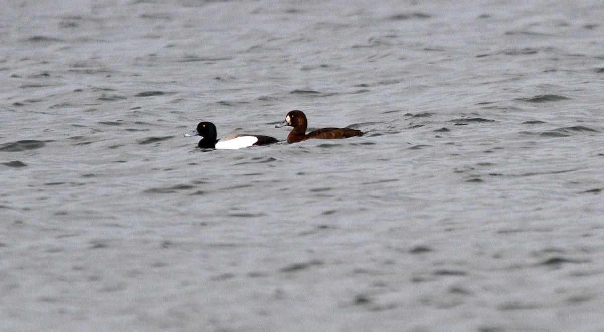 Greater Scaup - ML619151279