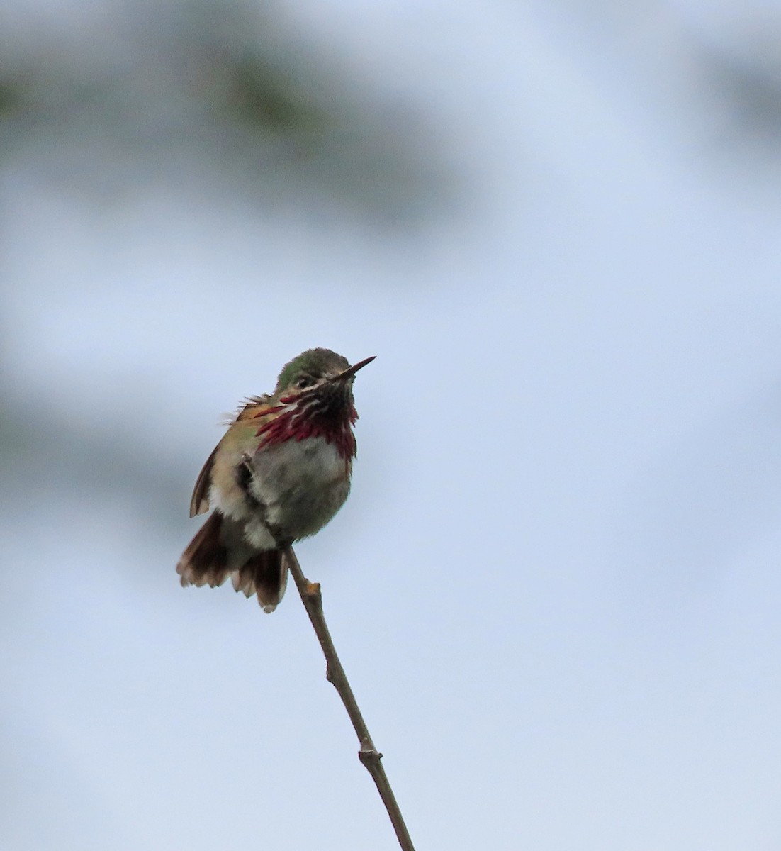 Calliope Hummingbird - ML619151330