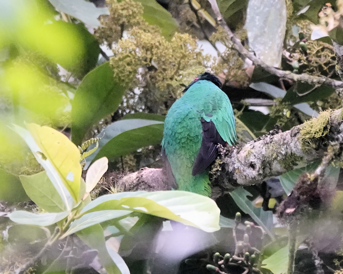 Quetzal Crestado - ML619151341