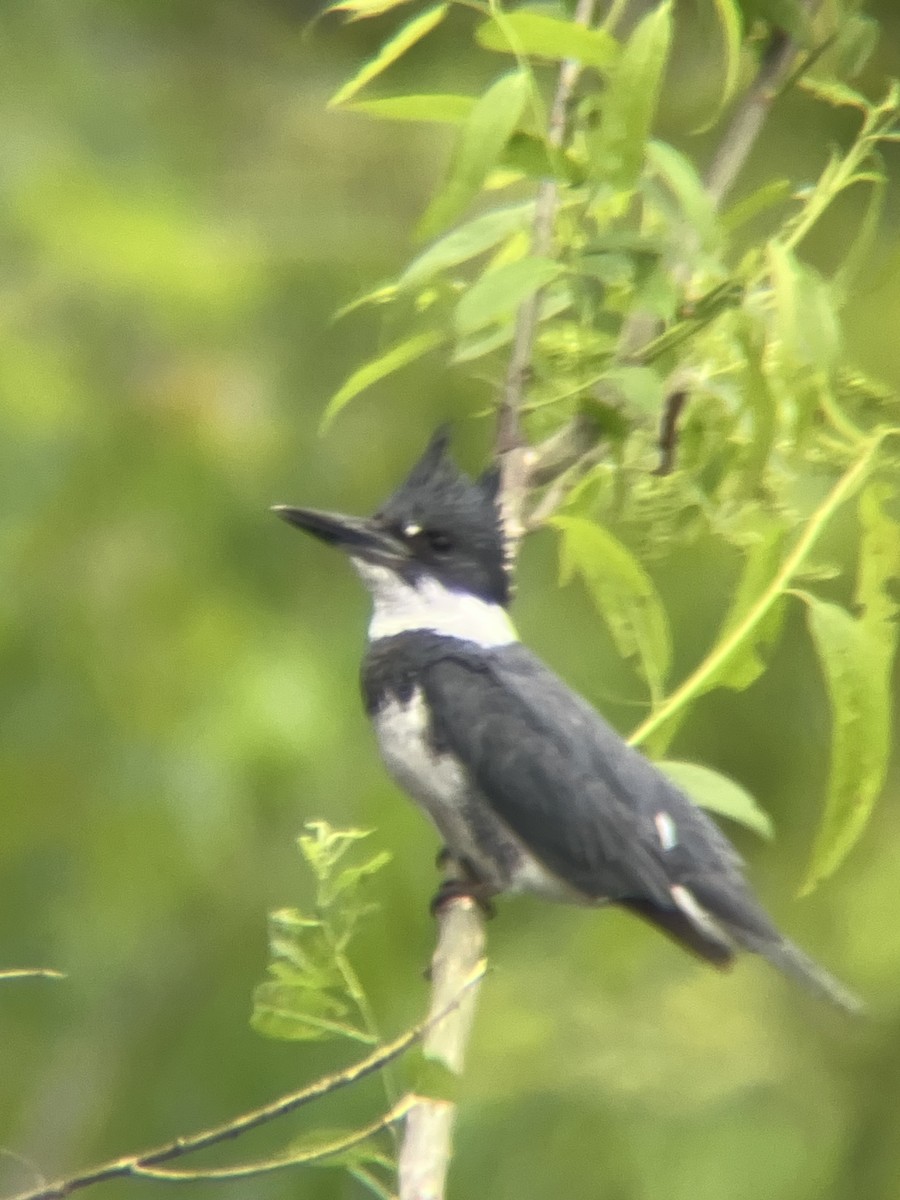 Belted Kingfisher - ML619151342