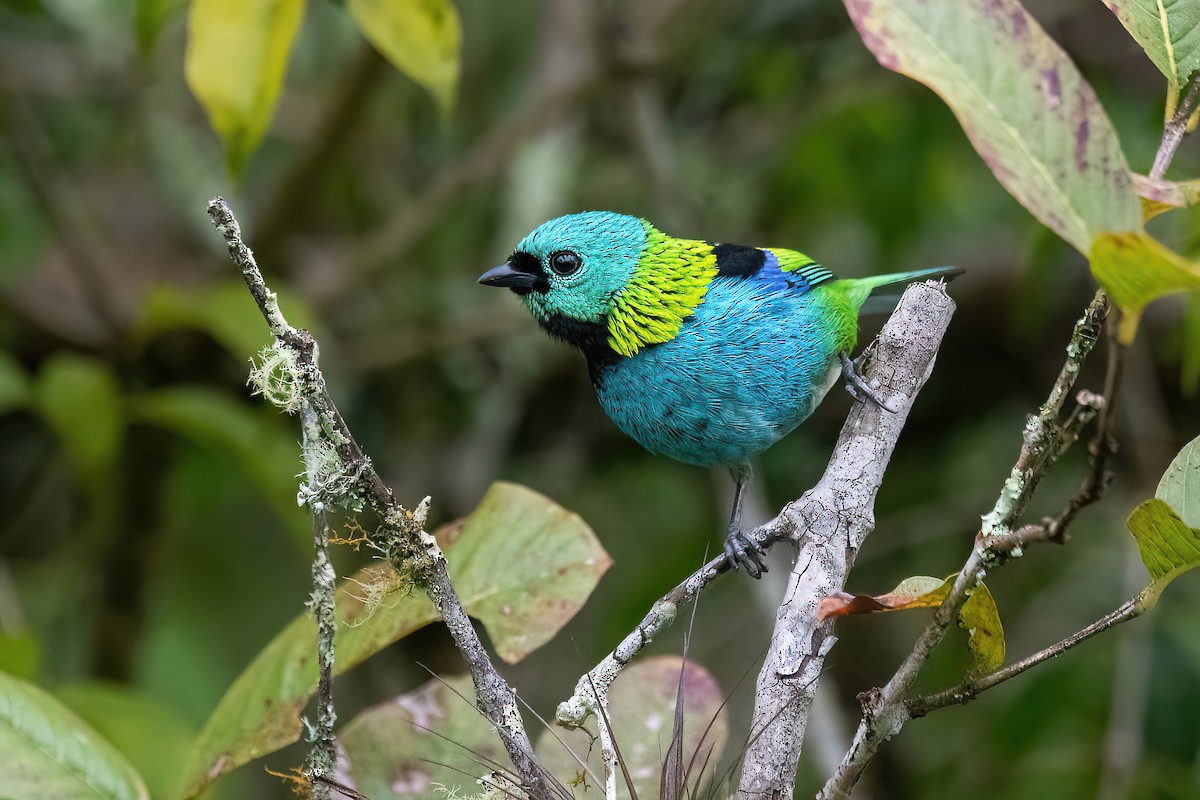 Green-headed Tanager - ML619151390